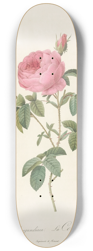 Pierre Joseph Redout - Rosa Centifolia Burgundiaca 8.25 inch art skate deck