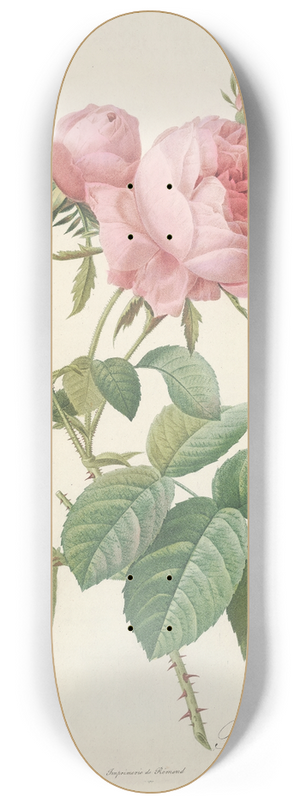 Pierre Joseph Redout - Rosa Centifolia Foliacea 8.25 inch art skate deck