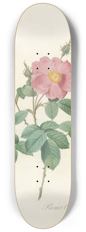Pierre Joseph Redout - Rosa Centifolia Simplex 8.25 inch art skate deck
