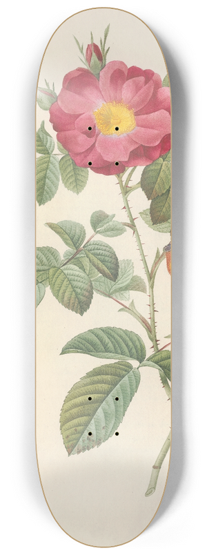 Pierre Joseph Redout - Rosa Damascena Coccinea 8.25 inch art skate deck