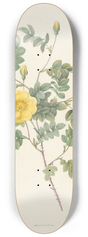 Pierre Joseph Redout - Rosa Eglanteria Luteola 8.25 inch art skate deck