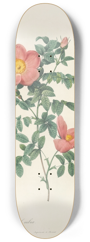 Pierre Joseph Redout - Rosa Eglanteria Sub Rubra 8.25 inch art skate deck
