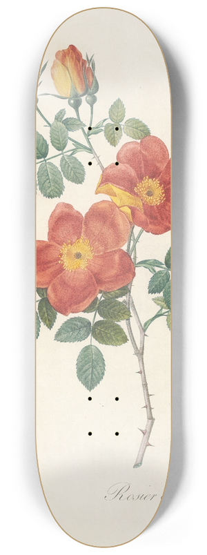 Pierre Joseph Redout - Rosa Eglanteria Var.Punicea 8.25 inch art skate deck