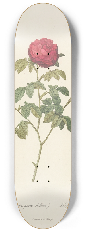Pierre Joseph Redout - Rosa Gallica Agatha (Var. Parva Violacea) 8.25 inch art skate deck