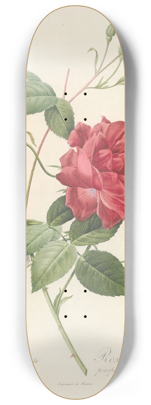 Pierre Joseph Redout - Rosa Indica Cruenta 8.25 inch art skate deck