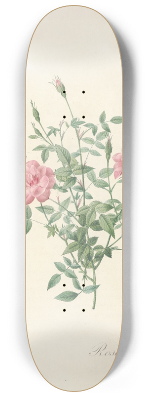 Pierre Joseph Redout - Rosa Indica Pumila 8.25 inch art skate deck