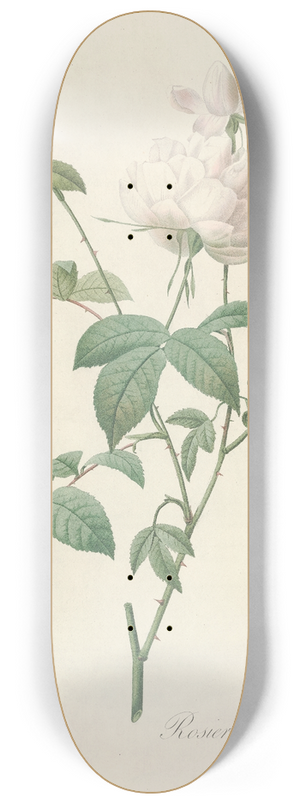 Pierre Joseph Redout - Rosa Indica Subalba 8.25 inch art skate deck
