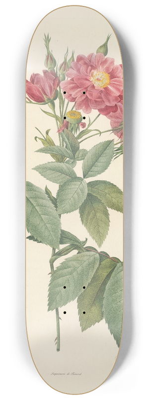 Pierre Joseph Redout - Rosa Lheritieranea 8.25 inch art skate deck