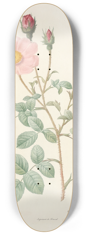 Pierre Joseph Redout - Rosa Muscosa Simplex 8.25 inch art skate deck