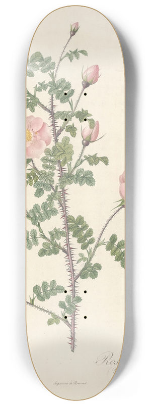 Pierre Joseph Redout - Rosa Pimpinellifolia Rubra 8.25 inch art skate deck