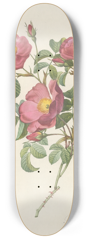 Pierre Joseph Redout - Rosa Pumila 8.25 inch art skate deck