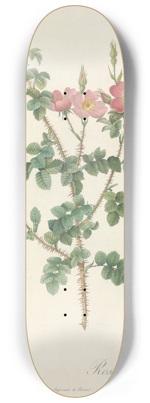 Pierre Joseph Redout - Rosa Rubiginosa Aculeatissima 8.25 inch art skate deck