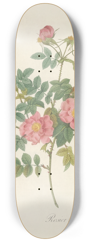 Pierre Joseph Redout - Rosa Rubiginosa Flore Semi-Pleno 8.25 inch art skate deck