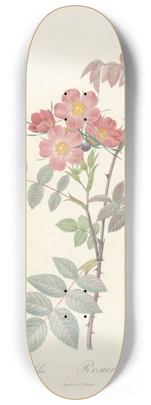 Pierre Joseph Redout - Rosa Rubrifolia 8.25 inch art skate deck