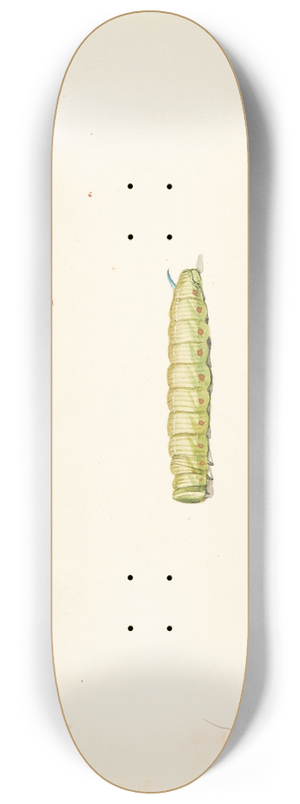 Pieter Holsteijn - Tre insektstudier 8.25 inch art skate deck