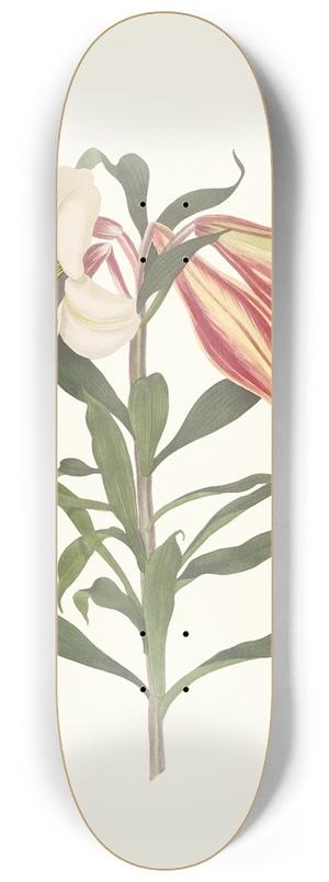 Priscilla Susan Bury - Lilium Japonicum. 8.25 inch art skate deck