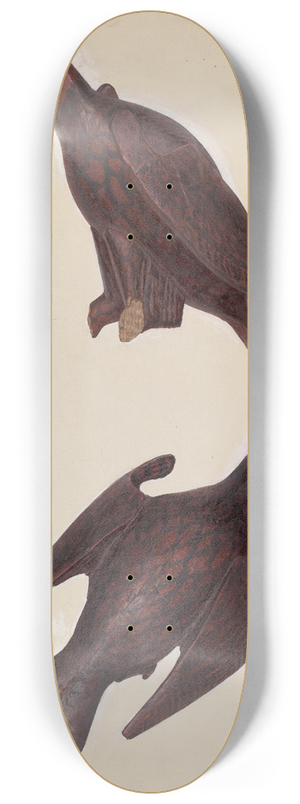 John Collins - Eagle 8.25 inch art skate deck