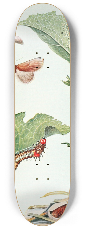 Robert Evans Snodgrass - The Red-Humped Caterpillar 8.25 inch art skate deck
