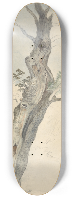 Robert Hills - Tree Study 8.25 inch art skate deck