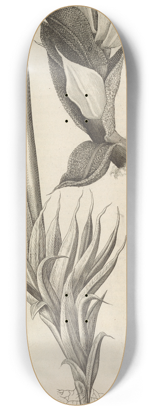 Robert Hooke - Microscopic view of moss and other small vegetative substances 8.25 inch art skate deck