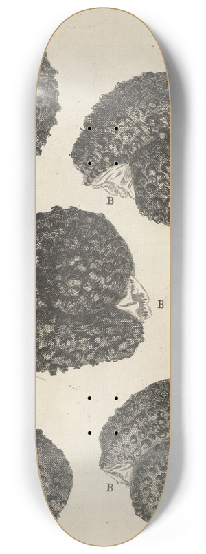 Robert Hooke - Microscopic view of purslane seeds 8.25 inch art skate deck