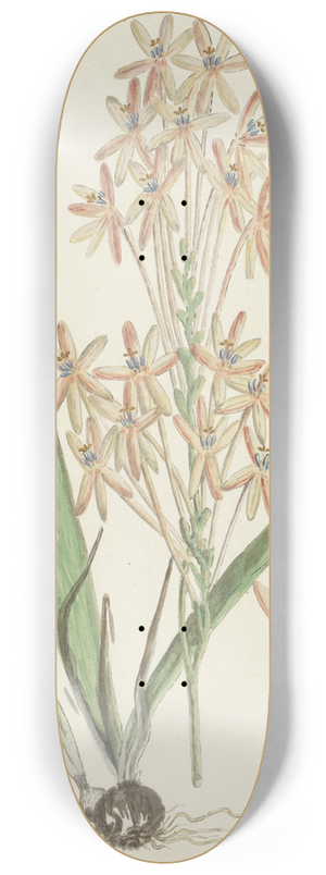 Robert Jacob Gordon - Ixia paniculata D. Delaroche 8.25 inch art skate deck