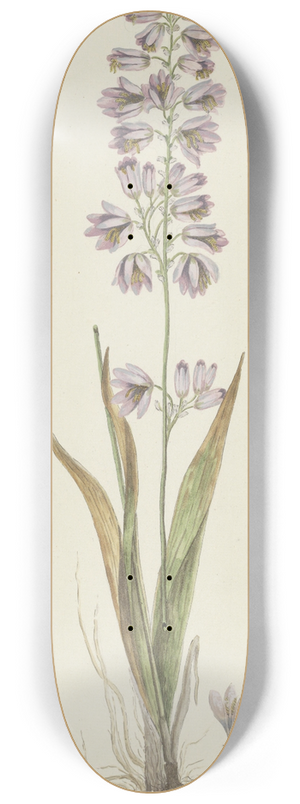 Robert Jacob Gordon - Ixia polystachya L. (Cornlily) 8.25 inch art skate deck