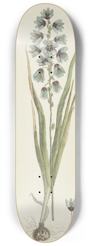 Robert Jacob Gordon - Ixia viridiflora Lam. 8.25 inch art skate deck