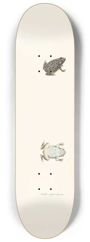 John Edwards Holbrook - Bufo quercicus 8.25 inch art skate deck