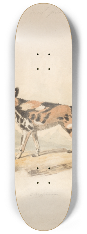 Samuel Howitt - Abyssinian Dog 8.25 inch art skate deck