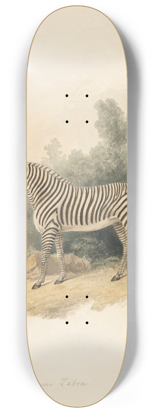 Samuel Howitt - A Zebra 8.25 inch art skate deck
