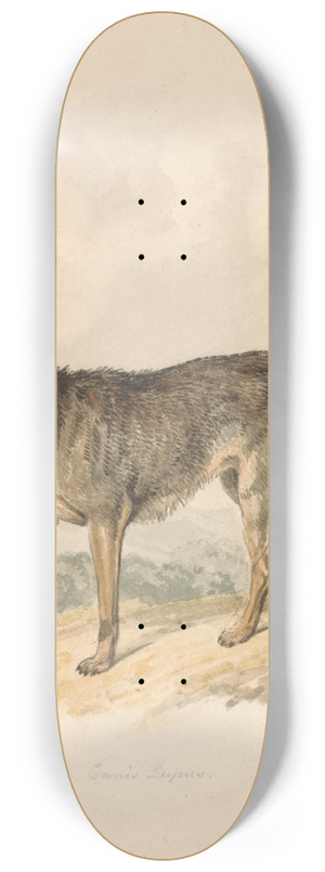 Samuel Howitt - Canis Lupus, or Gray Wolf 8.25 inch art skate deck