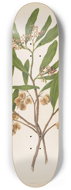 Sarah Featon - Akeake 8.25 inch art skate deck