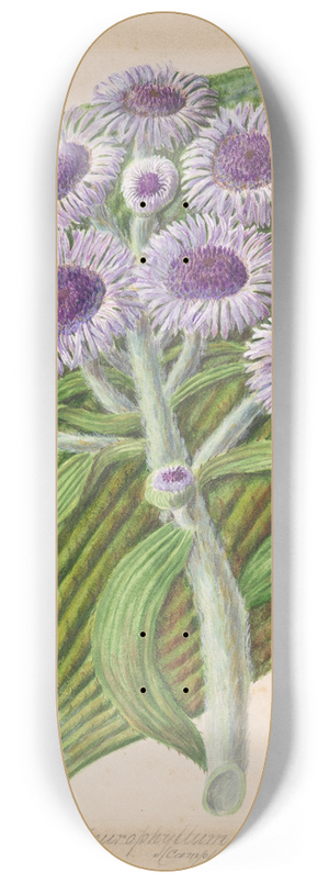 Sarah Featon - Antarctic daisy 8.25 inch art skate deck