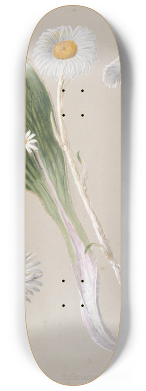 Sarah Featon - Celmisia (mountain daisy) 8.25 inch art skate deck