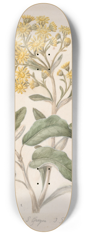Sarah Featon - Daisy (Brachyglottis) 8.25 inch art skate deck