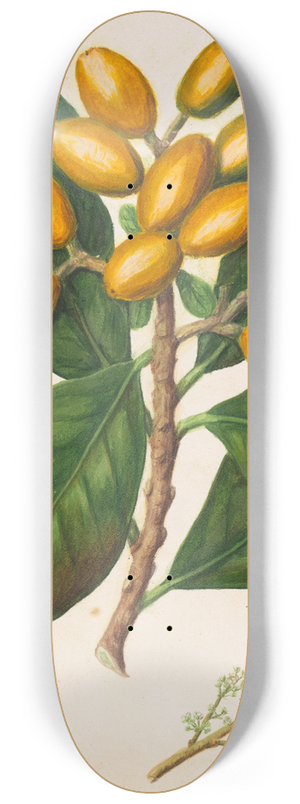 Sarah Featon - Karaka 8.25 inch art skate deck