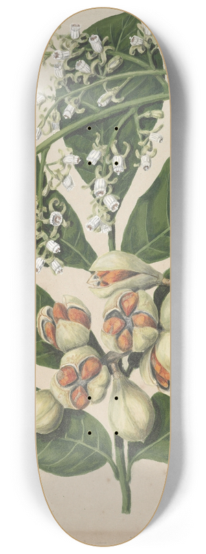 Sarah Featon - Kohekohe 8.25 inch art skate deck