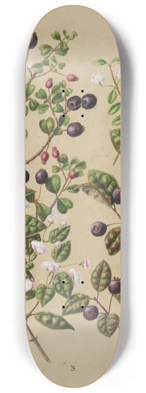 Sarah Featon - Rohutu. Ramarama 8.25 inch art skate deck