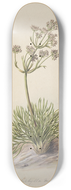 Sarah Featon - Wild Spaniard 8.25 inch art skate deck