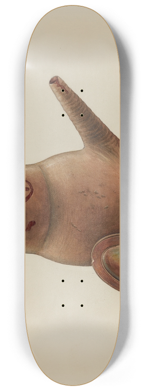 Stanley Mazur - Batter Jug 8.25 inch art skate deck