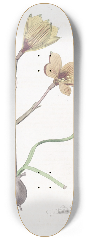 Sydenham Edwards - Andersons Habranthus 8.25 inch art skate deck