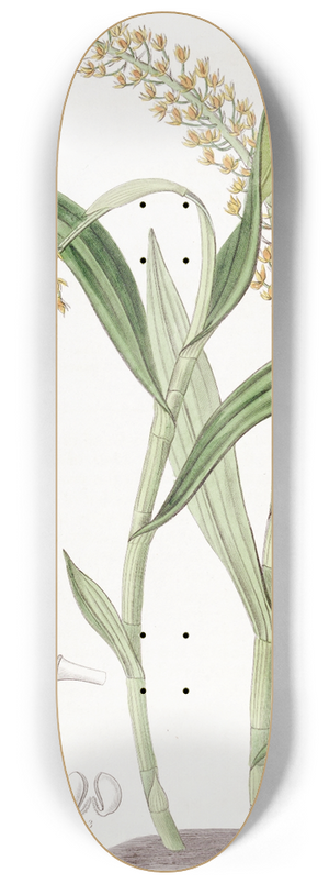 Sydenham Edwards - Apricot-coloured Epidendrum 8.25 inch art skate deck