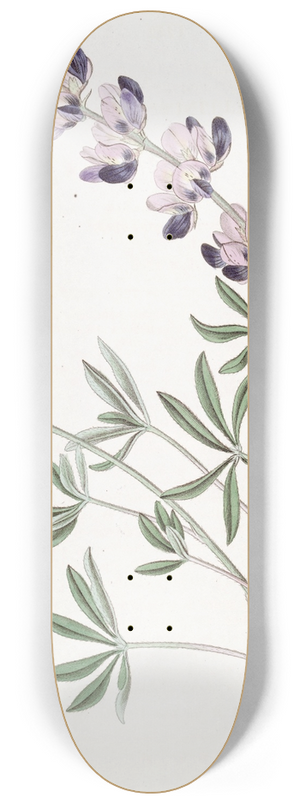 Sydenham Edwards - Arid Lupine 8.25 inch art skate deck