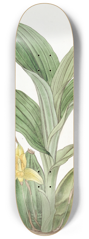 Sydenham Edwards - Aromatic Maxilleria 8.25 inch art skate deck