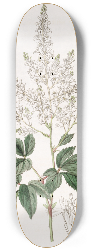 Sydenham Edwards - Bearded Meadow-sweet 8.25 inch art skate deck