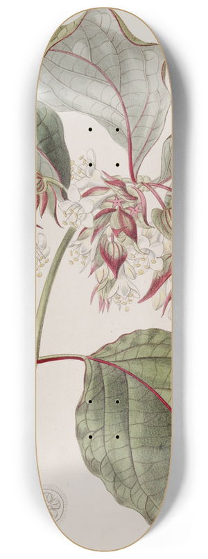 Sydenham Edwards - Beautiful Leycesteria 8.25 inch art skate deck