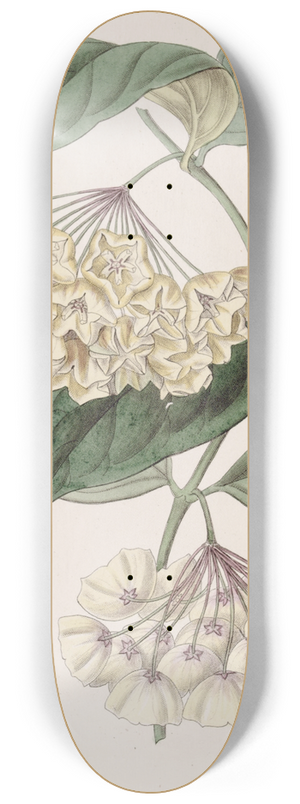 Sydenham Edwards - Bell-flowered Hoya 8.25 inch art skate deck