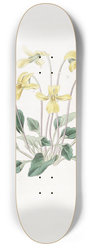 Sydenham Edwards - Bitten-rooted Violet 8.25 inch art skate deck