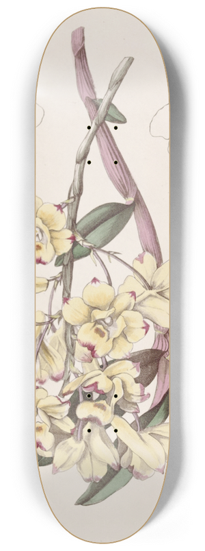 Sydenham Edwards - Blood-stained Dendrobium 8.25 inch art skate deck